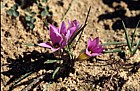Romulea sp at Malmesbury