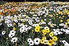 flowers at Kirstenbosch botanic garden Cape Town