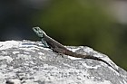 Southern rock agama Agama atra