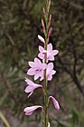 Watsonia borbonica Purple watsonia (check)