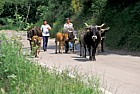 Transhumance Picos de Europa