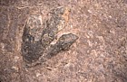 Dinosaur footprint Arizona