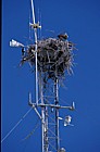 Osprey nesting on transmitter mast Everglades Florida