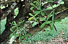 Parmentieria ceteifera