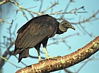 Black vultures in Everglades Florida