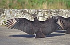 Black vultures in Everglades Florida