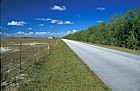 Brazil pepper and cleared area in donut Everglades Florida