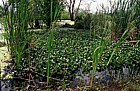 Eichhornia crassipes Water Hyacinth invading native plant areas everglades Florida