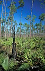 Pine rocklands Everglades Florida