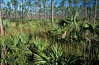 Pine rocklands Everglades Florida