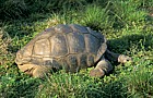 Tortoise Florida