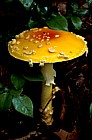 Amanita flavoconia Yellow patches Taughannock state park Ithaca NY