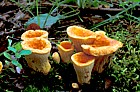 Gomphus floccosus Taughannock state park Ithaca NY