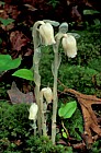 Monotrapa uniflora Taughannock state park Ithaca NY