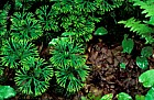 Lycopodium sp Allegany national forest