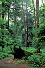 Oldgrowth forest fallen log Heart's content Allegany national forest