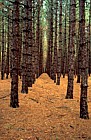 Pine plantation Adirondacks NY
