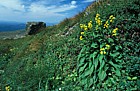 Solidago macrophylla large leaved goldenrod