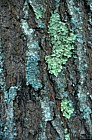 Red oak bark with lichens Ogunquit