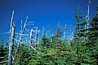dead zone in fir wave Abies balsamea Balsam fir Whiteface mountain New York state