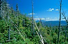 dead zone in fir wave Abies balsamea Balsam fir Whiteface mountain New York state