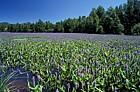 Pontederia cordata Pickerelweed Adirondacks New York state