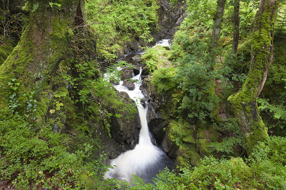 waterfall in green forest