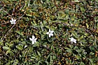 Wahlenbergia also-marginata White flowers