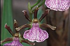 Zygopetalum orchid New Plymouth botanic garden
