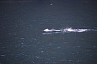 Tursiops truncatus Common bottlenose dolphin