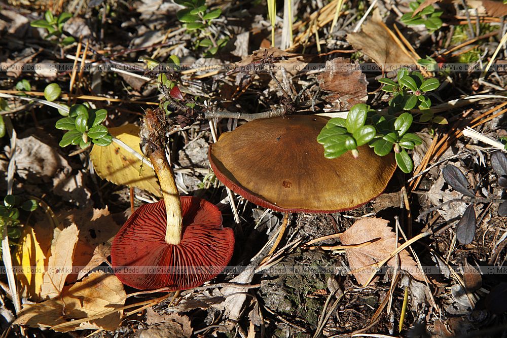 Cortinarius semisanguineus Surprise Webcap (?)