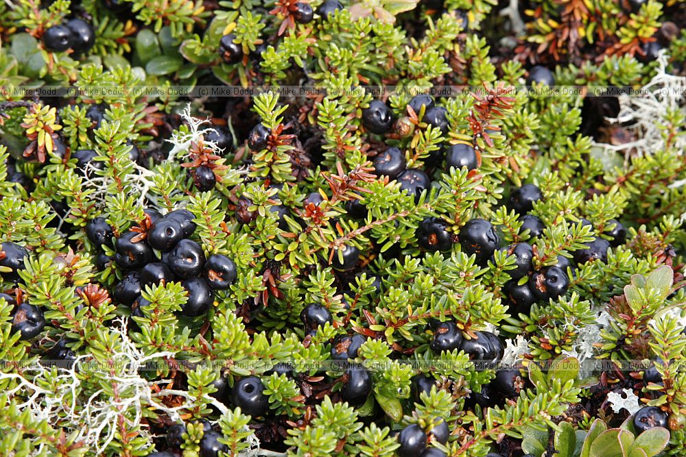 Empetrum nigrum ssp. hermaphroditum Crowberry
