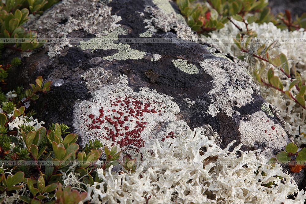 Haematomma blood-eye lichen