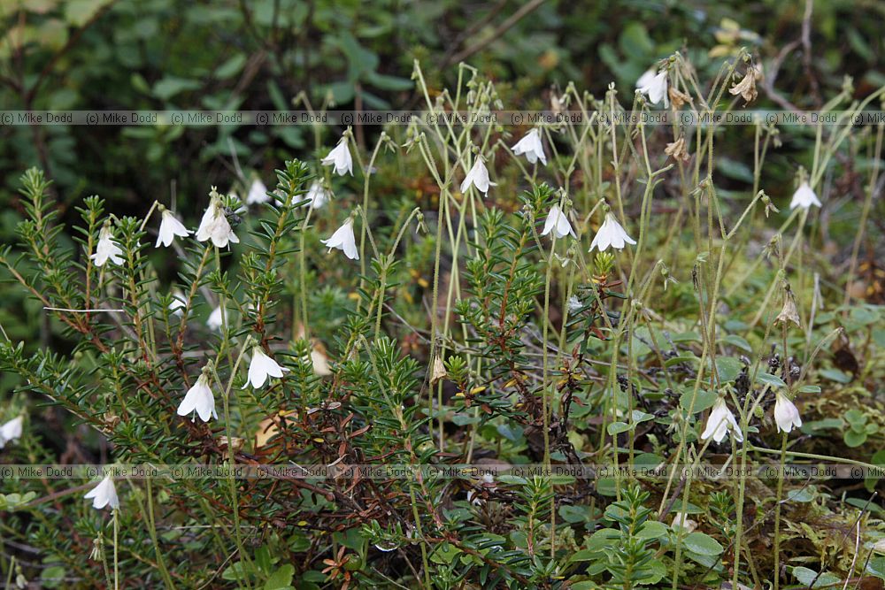 Linnaea borealis Twinflower