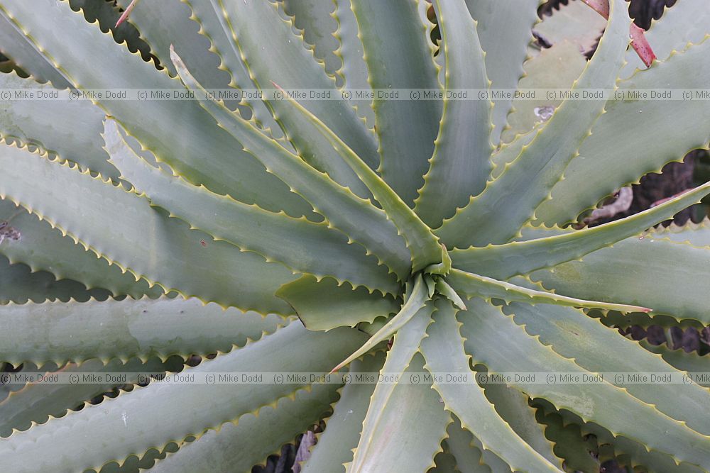 Aloe arborescens 'Jack Marais' Karantz aloe