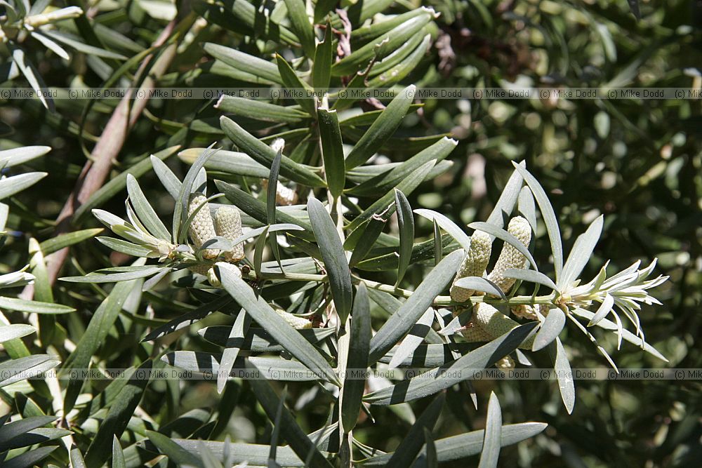 Podocarpus elongatus at Stellenbosch botanic garden