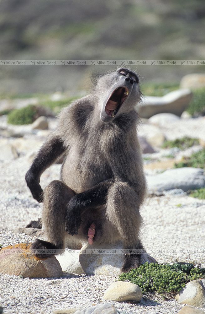 Baboon male cape point