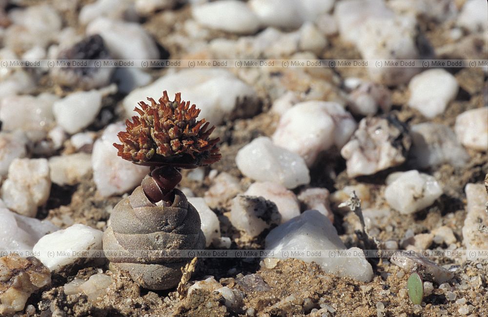 Crassula columnaris Quaggaskop karoo stony desert