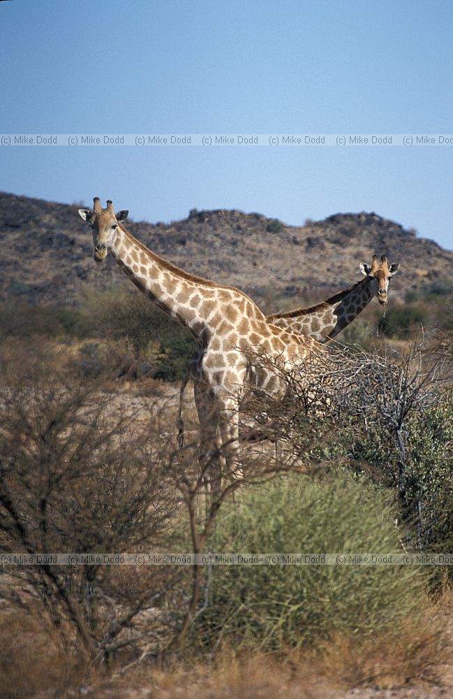 Giraffa camelopardalis Giraffe at Augrabies national park
