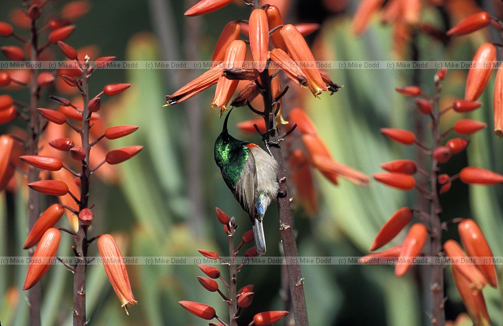 Southern Double Collared Sunbird (Cinnyris chalybeus) on Aloe plicatilis at Kirstenbosch botanic garden Cape Town