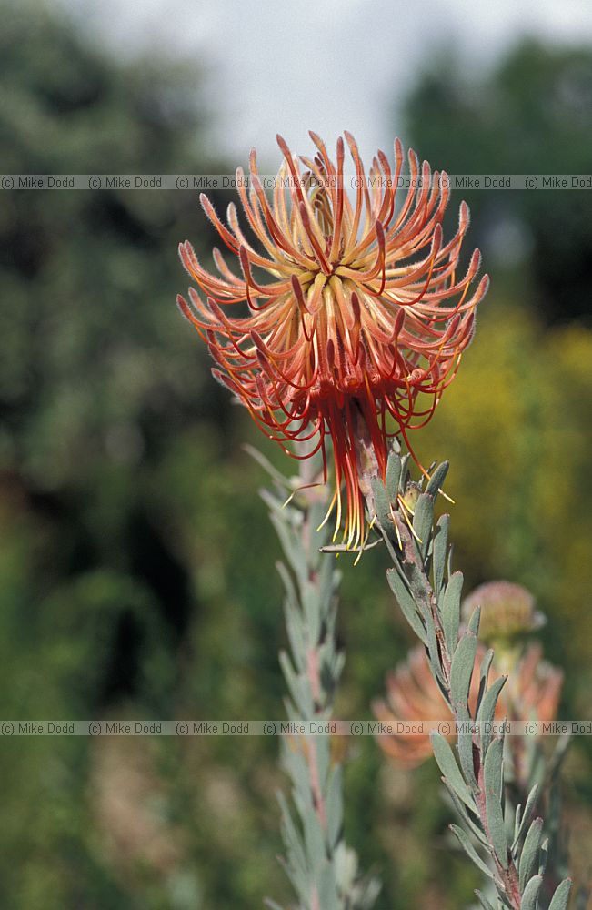 Leucospermum reflexum at Kirstenbosch botanic garden Cape Town