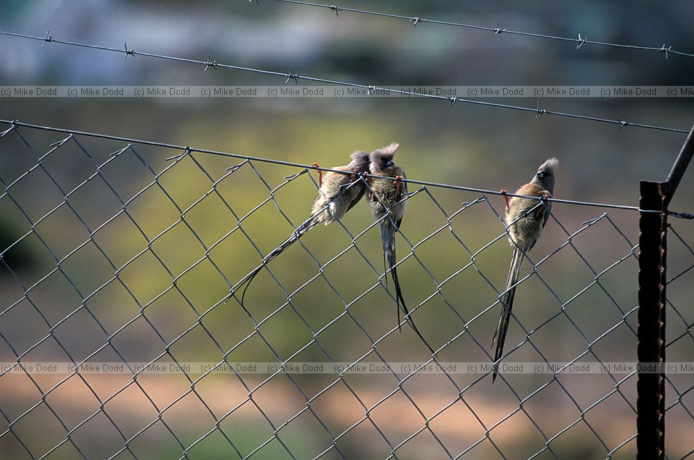 Whiteback Mousebird (Colius colius) on fence
