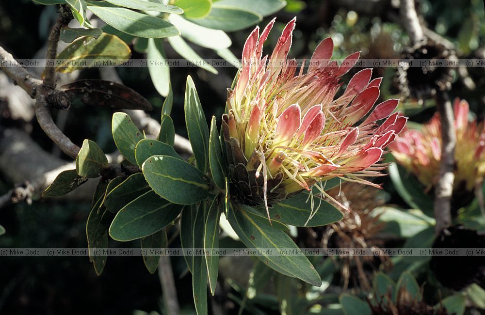 Protea roupelliae at Kirstenbosch botanic garden Cape Town