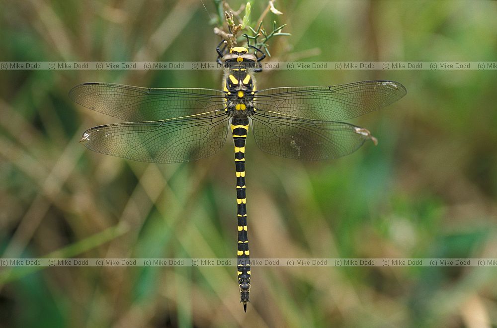 Cordulegaster dragonfly note different to golden ringed species (C. boltonii) from UK