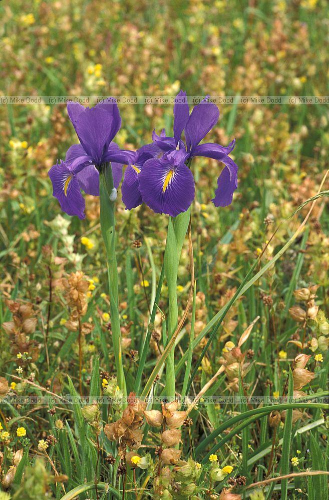 Iris latifolia English Iris Picos de Europa