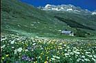 Alpine meadow Furka pass