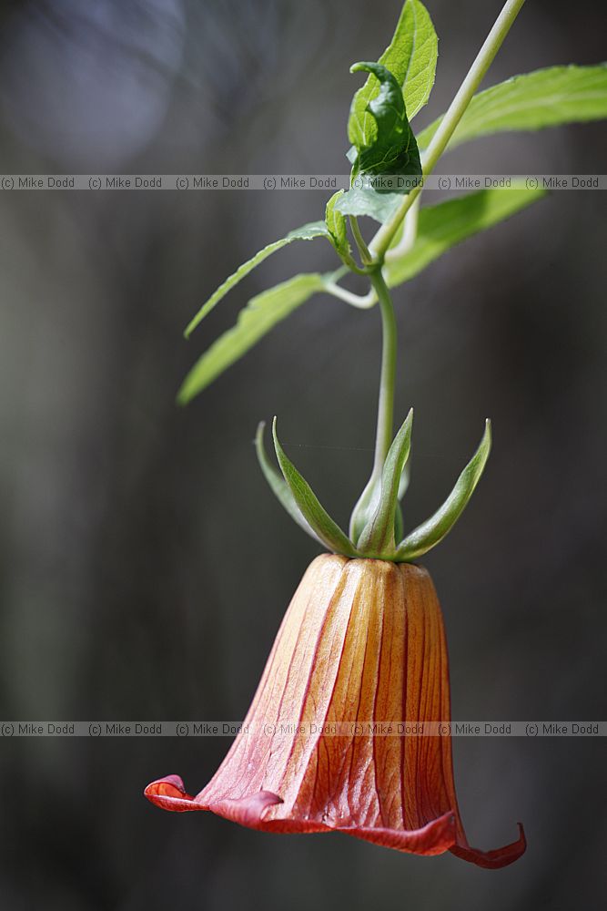 Canarina canariensis Canary bell-flower