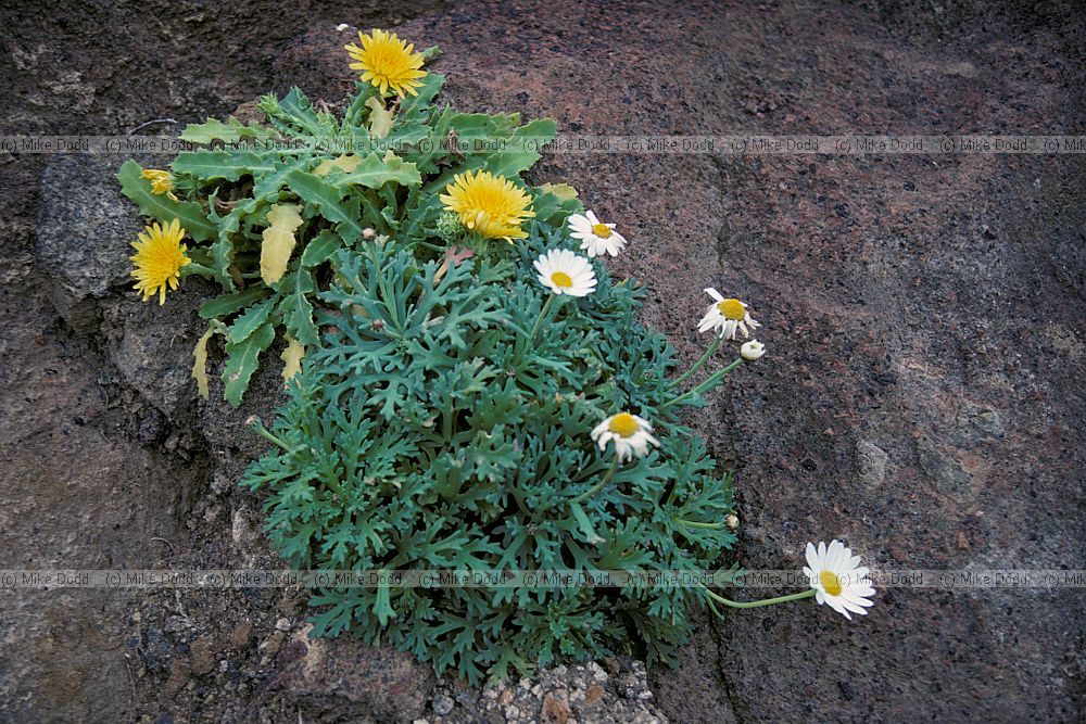Sonchus and argyranthemum