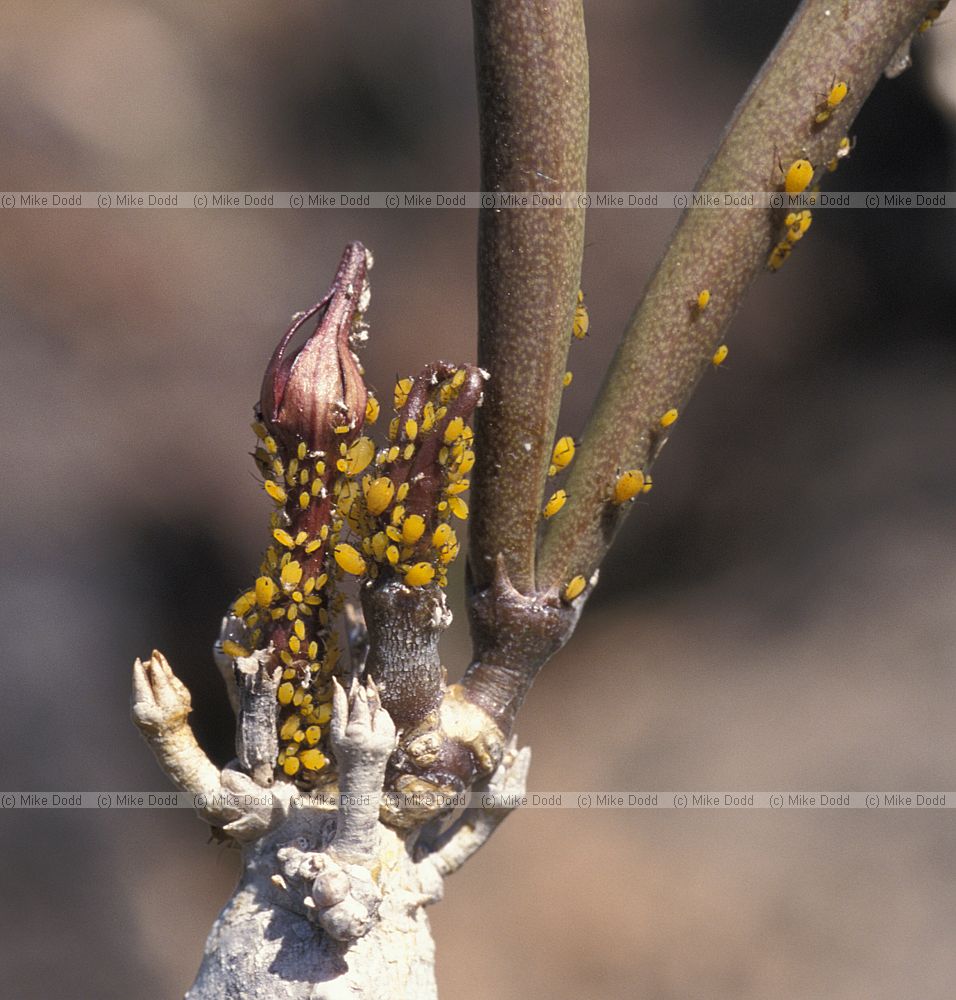 aphids on Ceropegia fusca
