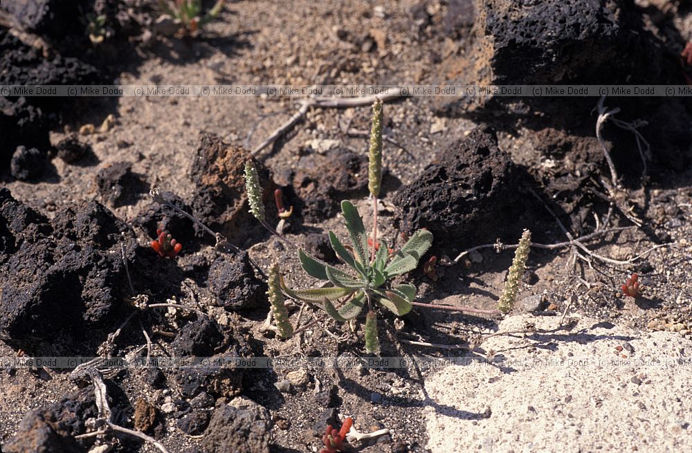 Plantago asphodeloides